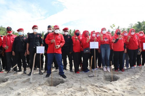 gerakan menanam Pohon mangrove