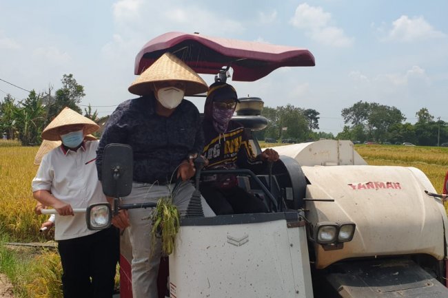 Bimbingan Tekhnis dan Panen Raya di Kecamatan Sidomulyo