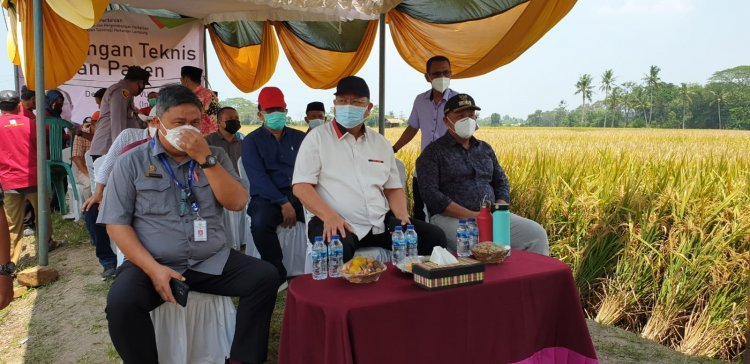 Bimbingan Tekhnis dan Panen Raya di Kecamatan Sidomulyo