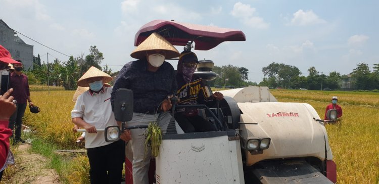 Bimbingan Tekhnis dan Panen Raya di Kecamatan Sidomulyo