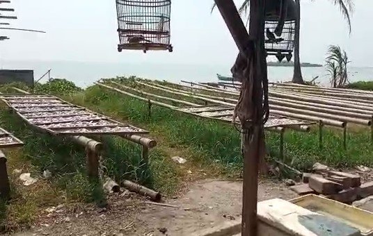 Ketua DPC PDI Perjuangan Lampung Selatan sekaligus Bupati Kabupaten Lampung Selatan H. Nanang Ermanto Meninjau Nelayan Pembuat Ikan Asin 