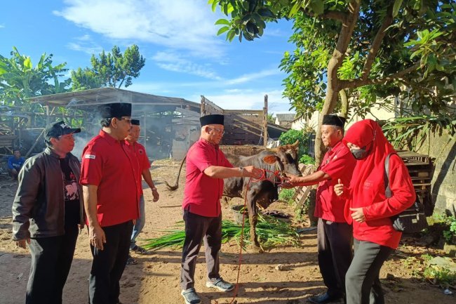 3 Ekor Sapi Kurban Disalurkan, Mukhlis Basri Tebar Kepedulian di Idul Adha 1447 H