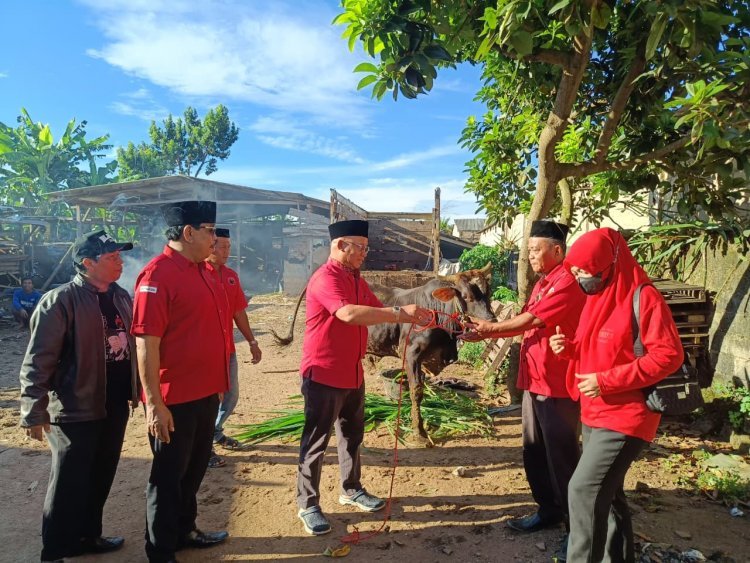 3 Ekor Sapi Kurban Disalurkan, Mukhlis Basri Tebar Kepedulian di Idul Adha 1447 H
